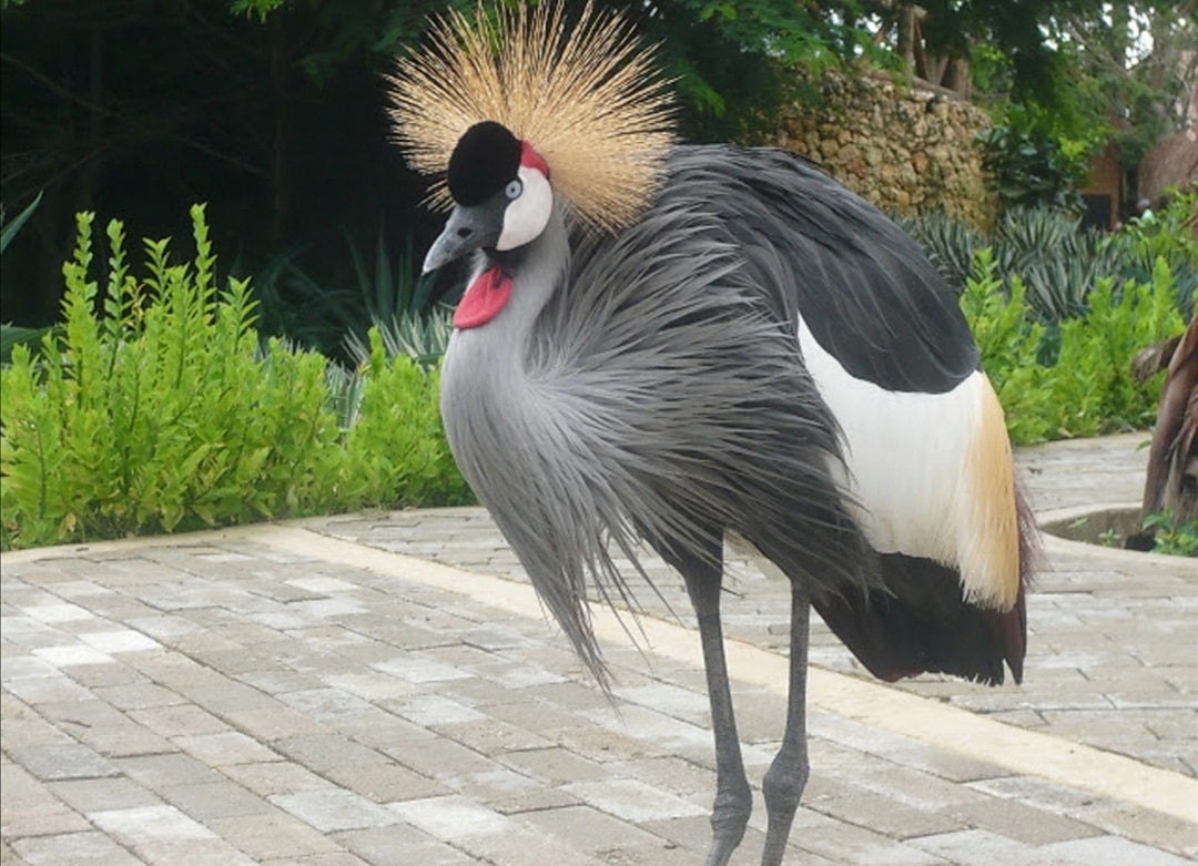 seeing wildlife in colombia